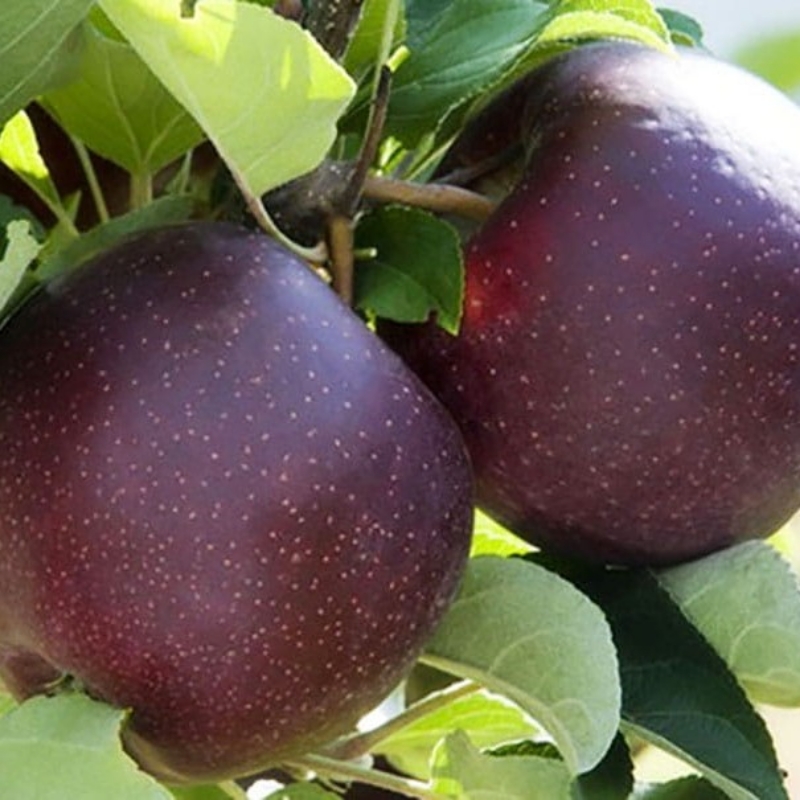 نهال انواع سیب در نهالستان برتر پاشاپور