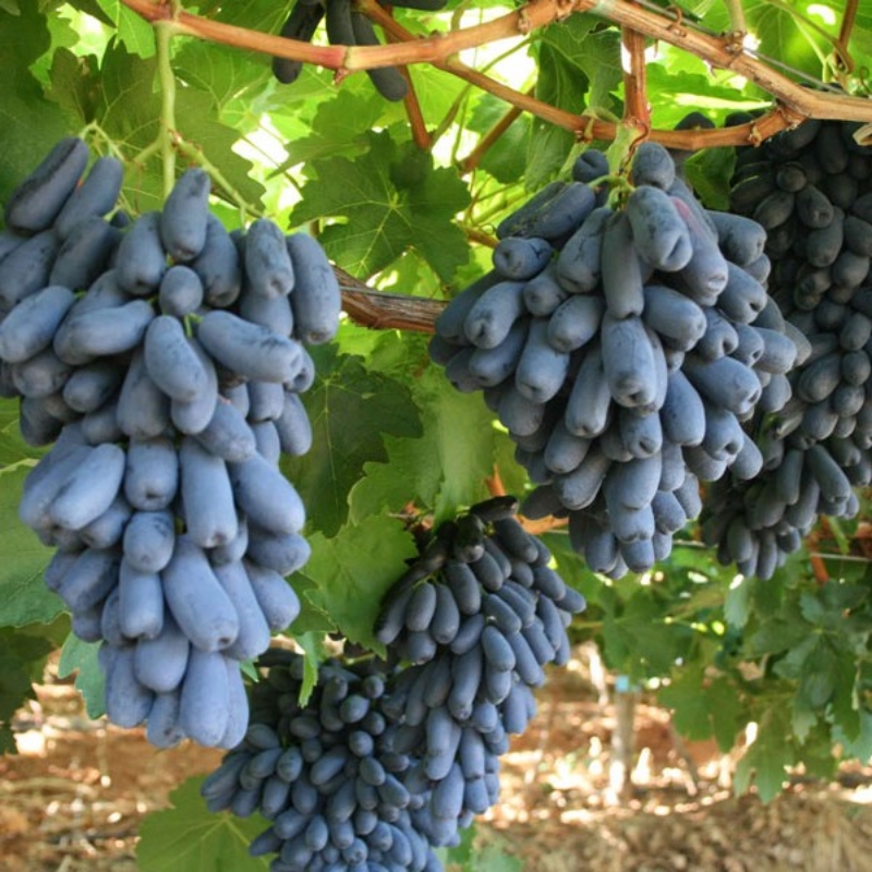 نهال انواع انگور در نهالستان برتر پاشاپور