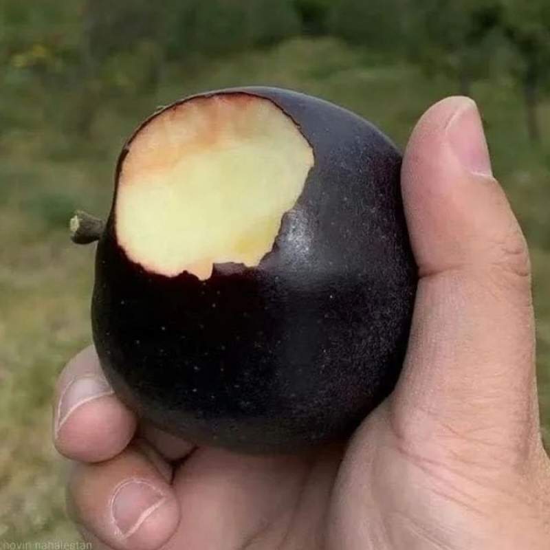 نهال انواع سیب در نهالستان برتر پاشاپور